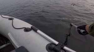рыбалка на щуку на богучанском водохранилище