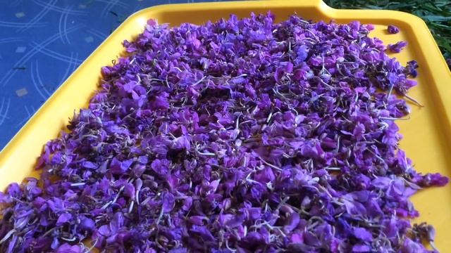 Заготовка иван-чая в домашних условиях смотреть онлайн