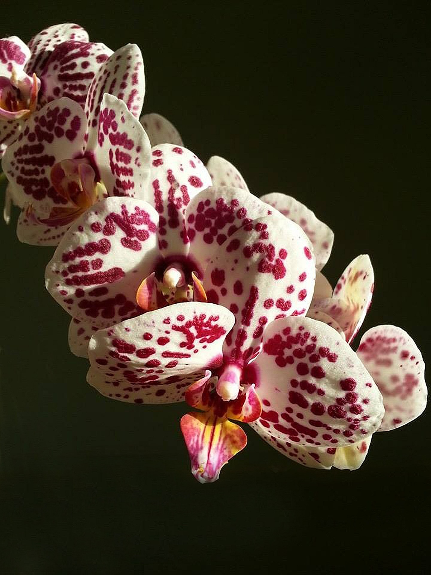 Танцующие орхидеи.