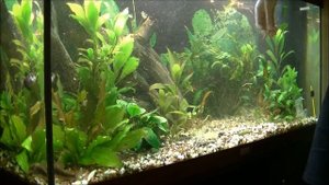 Аквариумный ландшафтный дизайн, подготовка грунта, посадка растений