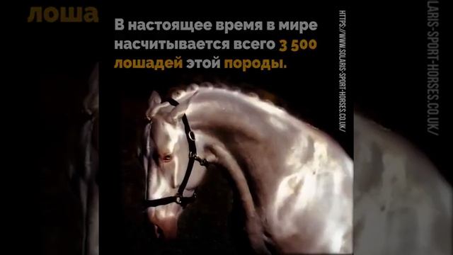 Золотая лошадь. Редкая порода! смотреть онлайн