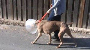 Weimaraner Rescue at Upper Canada Animal Hospital