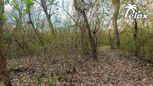 The Forest wakes up and the Birds Sing Spring Songs