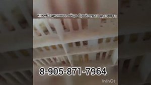 Вывод яйца бройлера Кобб-500 в инкубаторе Стимул-1000М1У