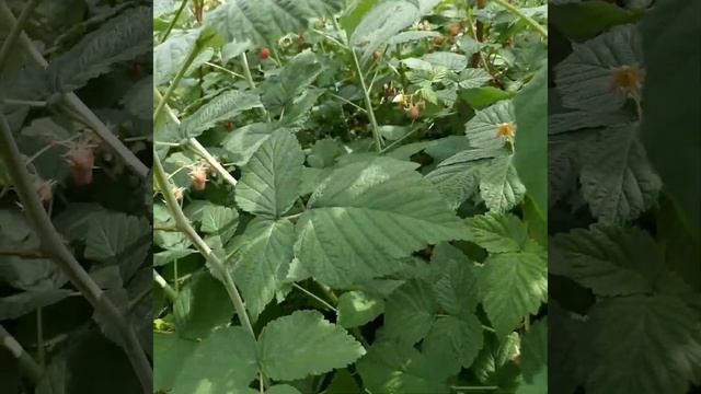 Мастерская "Мой талисман". Собираю малину ??? смотреть онлайн