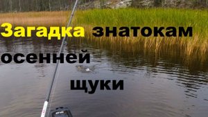Загадка для знатоков осенней щуки