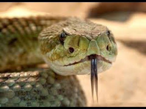 Поймали гадюку в шурфе смотреть онлайн