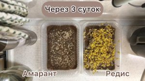 Микрозелень. Выращиваем микрозелень дома. Отчет по дням. Разбор!