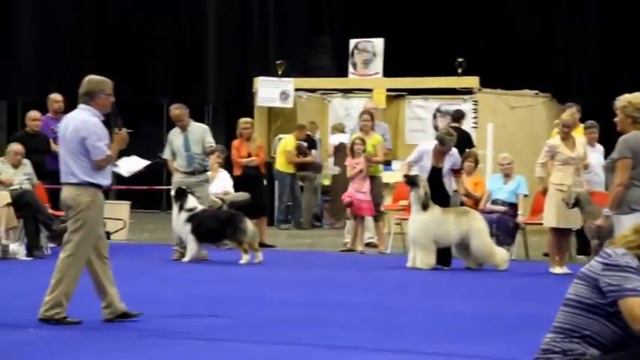 BEST IN SHOW cacib GENK (B) смотреть онлайн