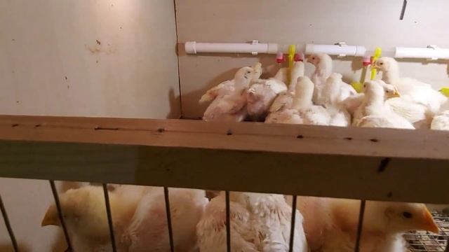 Как растут бройлеры. Две недели. Вес в две недели меня порадовал. смотреть онлайн