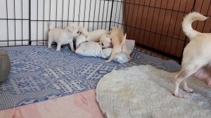 Щенки чихуахуа 1,5 месяца