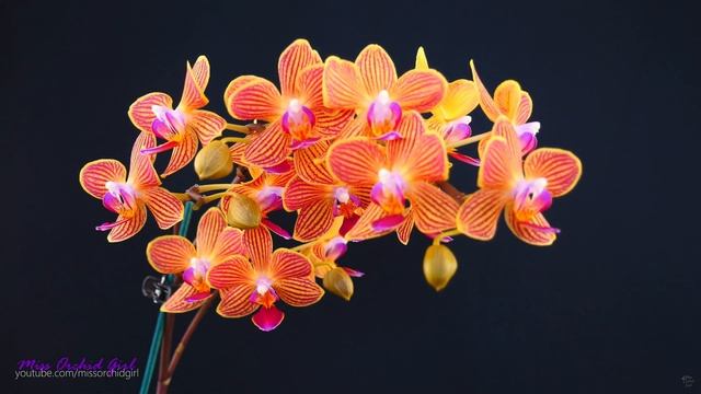 Phalaenopsis Orchids - How I Get Multiple Flower Spikes! ???