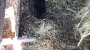 Яйценоскость кур в мороз хорошая.Курица прячет яйца-будет наседка!