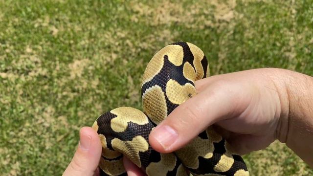 BALL PYTHON MORPH SPOTLIGHT:  The desert ghost ball python!