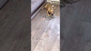 Чтобы собака не грызла в доме все подряд