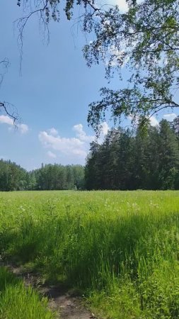 Сенокосные угодья