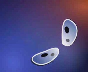 БЕСПОЛОЕ РАЗМНОЖЕНИЕ ИНФУЗОРИИ ТУФЕЛЬКИ