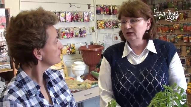 Чем болеет рассада Консультации Россельхозцентра смотреть онлайн