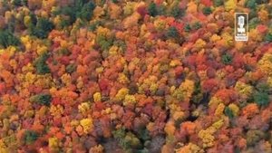 Детские   Романс Черепахи Тортилы