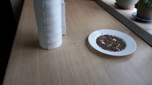 Посадка свеклы от А до Я / Все тонкости / Огород дяди Вовы