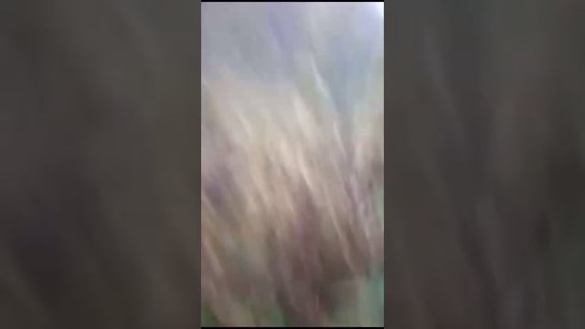 Суздальский Парк часть 5 смотреть онлайн