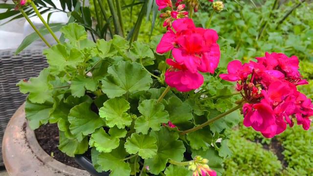 DIY- HOW TO MAKE SUMMER FLOWERS POTS/ CÁCH LÀM CHẬU HOA CHO MÙA HÈ. смотреть онлайн