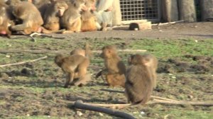 Panasonic HC-X900 Test Footage