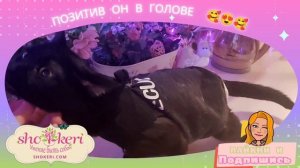 Как можно тренировать кота спинальника