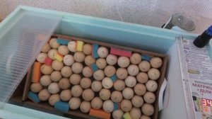Режим ИНКУБАЦИИ куриного яйца в БЛИЦ МАТРИЦА ДЕЛИ