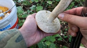 ГРИБЫ В СКАЗОЧНОМ ЛЕСУ!КАРЕЛИЯ ГРИБЫ 2023!