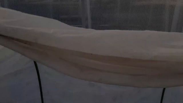 Выращиваем свеклу через рассаду. Рассада в кассетах смотреть онлайн