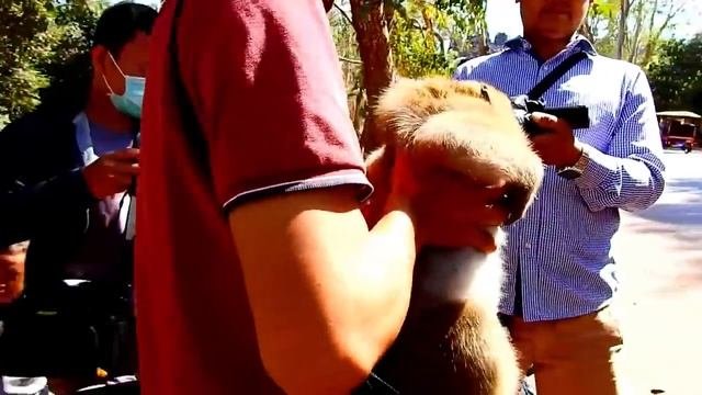 New Update SweetPea! All Cameraman Recuse SweetPea Monkey Come Back Home  Meet Group,