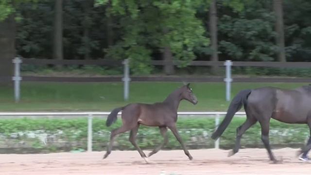 KN 44 Fatima M Sf v. Fürst Wilhelm - Samba Hit смотреть онлайн