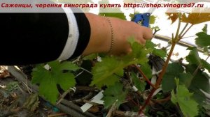 Соцветья на привое при прививке винограда- а так можно было? Перепрививка огромного старого куста.