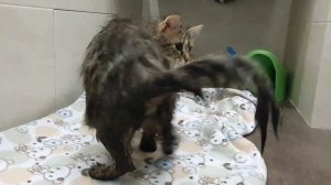 Смешной Васька ?