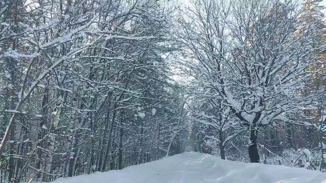 Красивый сказочный Лес! Зимняя природа! Красота! смотреть онлайн