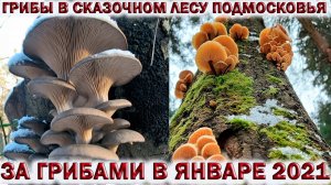 ?ГРИБЫ В СКАЗОЧНОМ ?ЛЕСУ ПОДМОСКОВЬЯ?ЗИМНИЕ ОПЯТА? ВЁШЕНКА.?ДРОЖАЛКА ОРАНЖЕВАЯ.