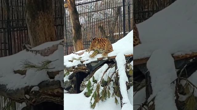 Персидский леопард Стивен наслаждается теплой и безветренной погодой в ноябре.