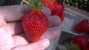 Клубника 26 мая. Рекордсмены в размере Джоли и Мурано.