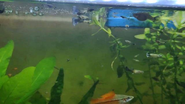 Мой аквариум 50 литров с гуппи 28 августа 2022 года смотреть онлайн