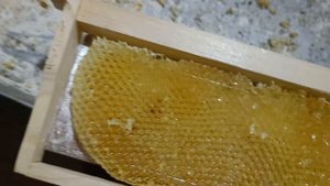 Трутневая суш на магазинные рамки
