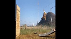 Belgian malinois Magic Fly\прыжки малинуа, летающие малинуа