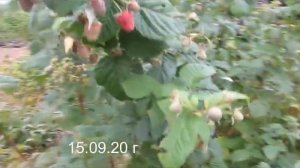 Хай нун - тутаймер с крупной сладкой и ароматной ягодой