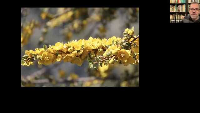 Sean Hogan - West Coast Plantsman Extraordinaire смотреть онлайн