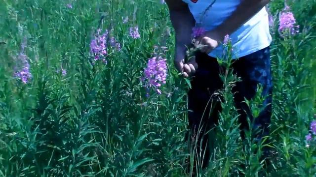 Иван-чай смотреть онлайн