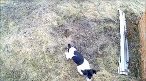 Русский Охотничий Спаниель, три месяца. Команда ищи.