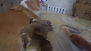 Новорожденным щенкам  КОРГИ 10 дней