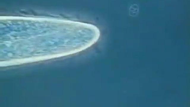 Инфузория туфелька Paramecium caudatum cut1 смотреть онлайн