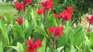 Канна цветок. Садовые цветы многолетники