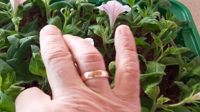 Результаты укоренения петунии и пеларгонии, небольшой эксперимент. смотреть онлайн